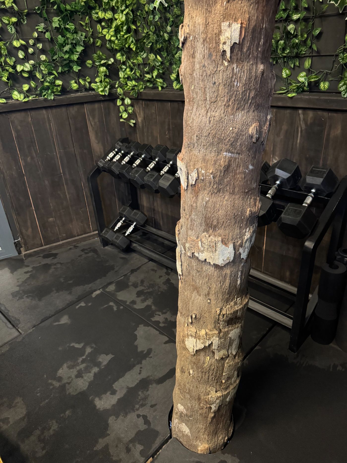 A living tree trunk rising through the free-weight floor between the dumbbell racks